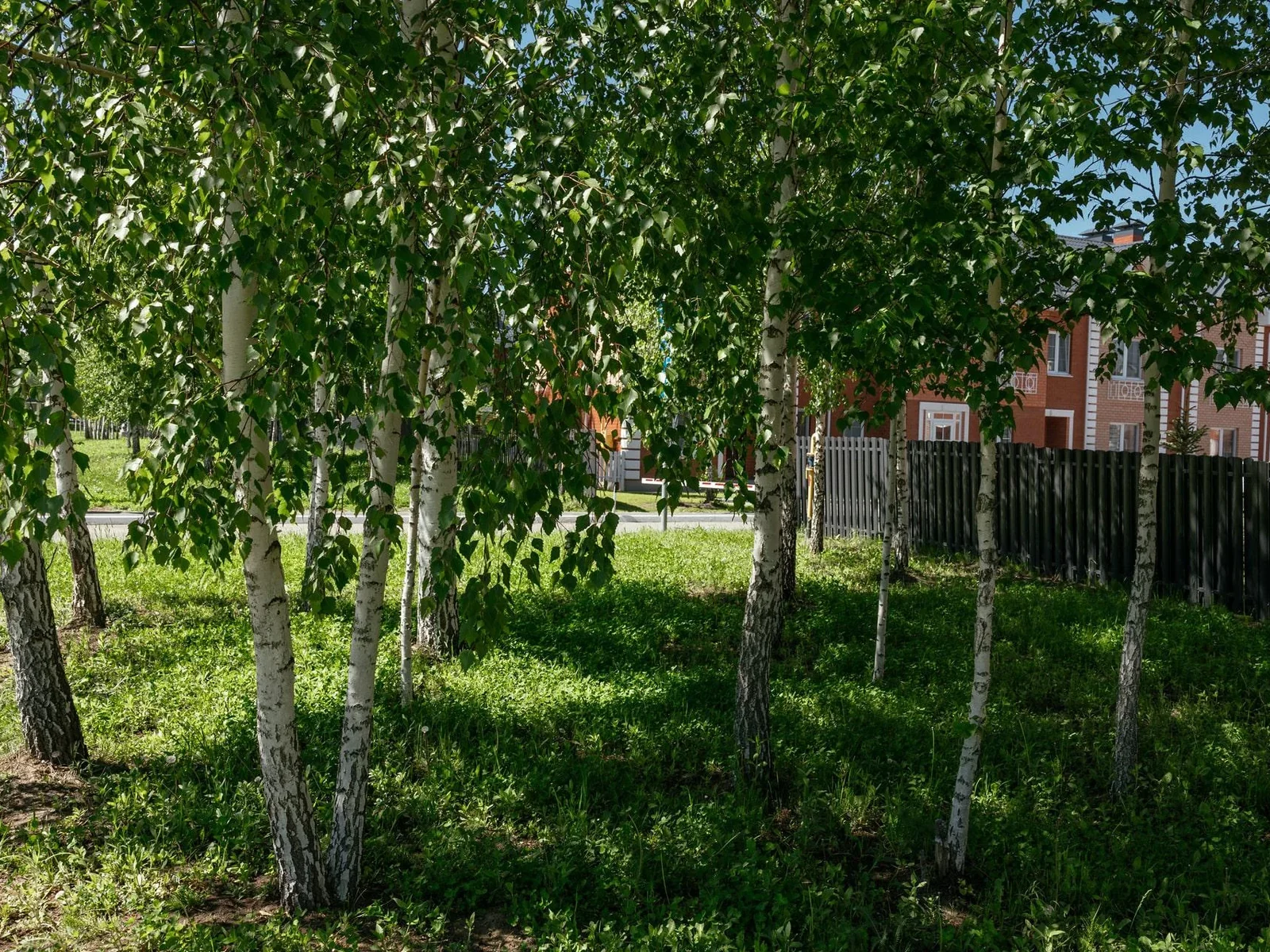 Зеленые аллеи